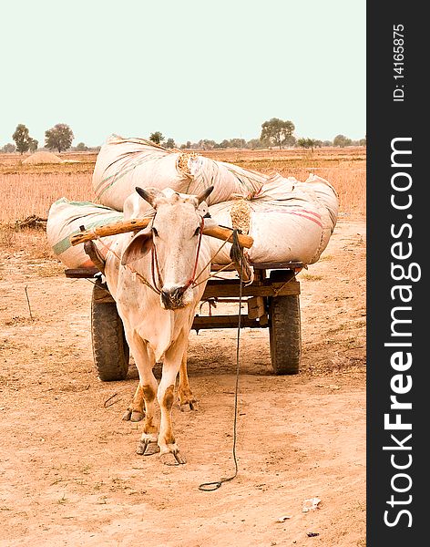 Bull cart carrying waste of wheat crop.