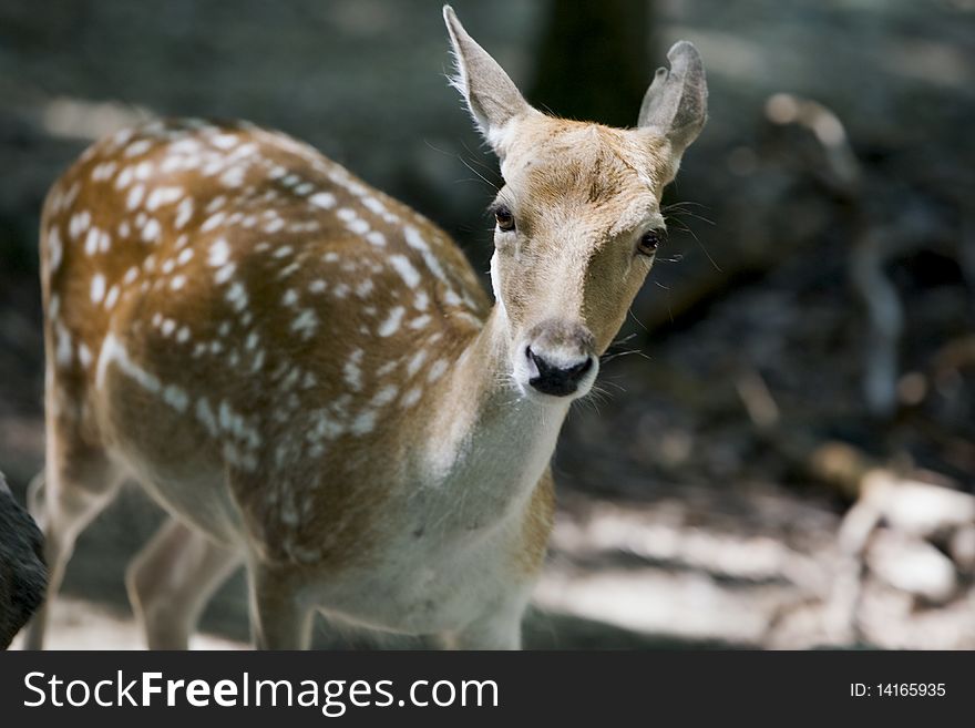 White Tail Deer coming in for a closer look. White Tail Deer coming in for a closer look