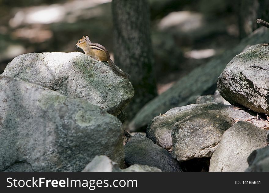 A chipmunk comes out of hiding for a look around. A chipmunk comes out of hiding for a look around