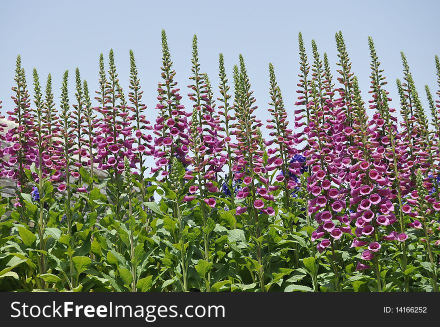 Thriving string of bells flowers