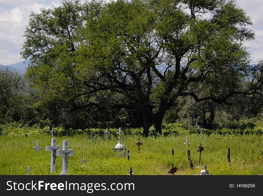 Big tree in the middle of a cementery covered by weed. Big tree in the middle of a cementery covered by weed.
