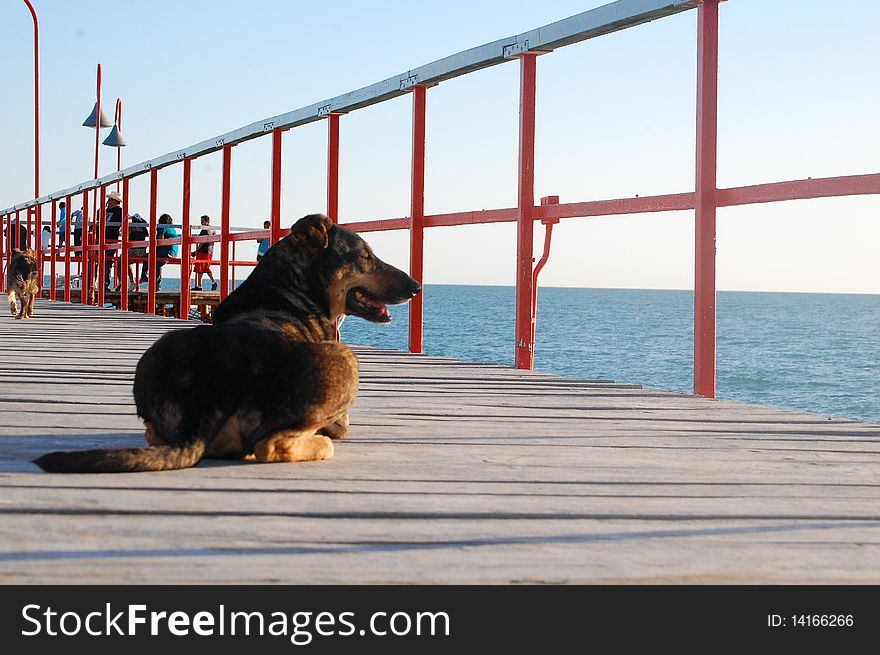 A stray dog resting on a pier watching the Sea. A stray dog resting on a pier watching the Sea.