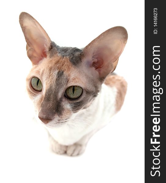 An attentive Cornish Rex cat on a white background with space for text