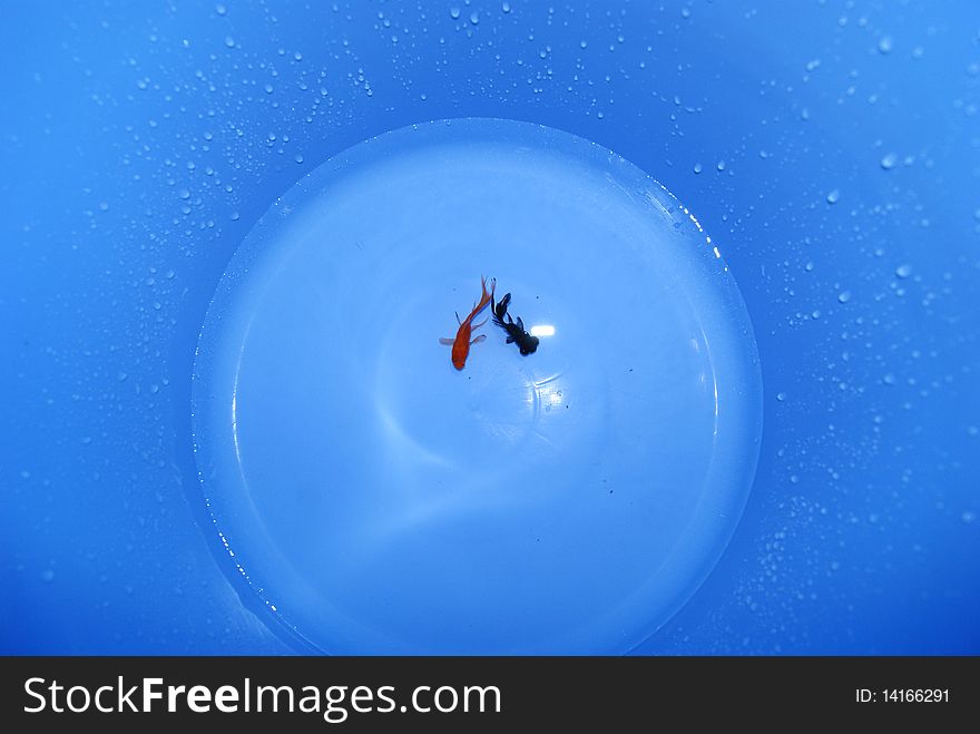 Two small goldfish in a blue bucket in swimming. Gives people a sense of tranquility. Two small goldfish in a blue bucket in swimming. Gives people a sense of tranquility.