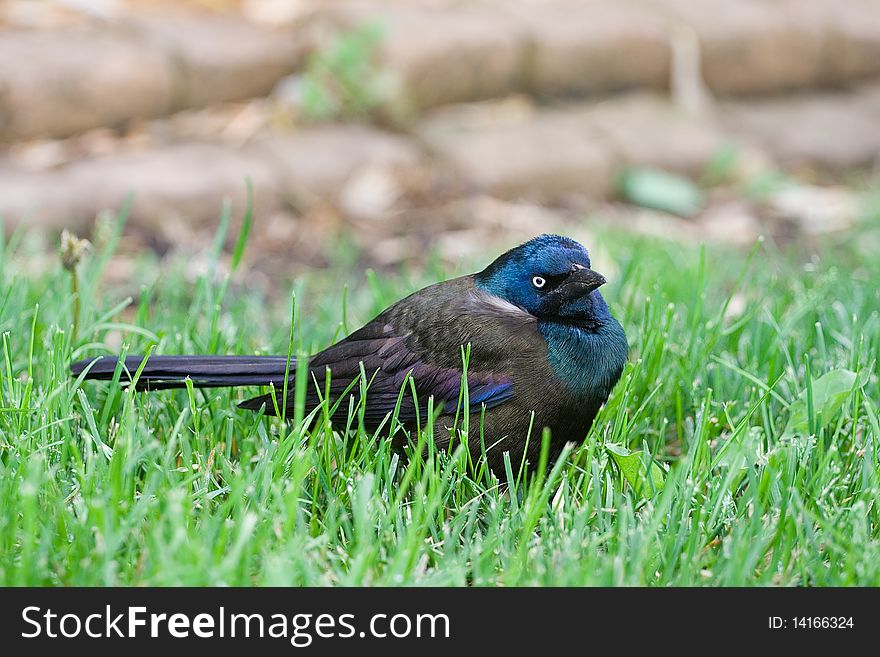Common Grackle on the Lawn