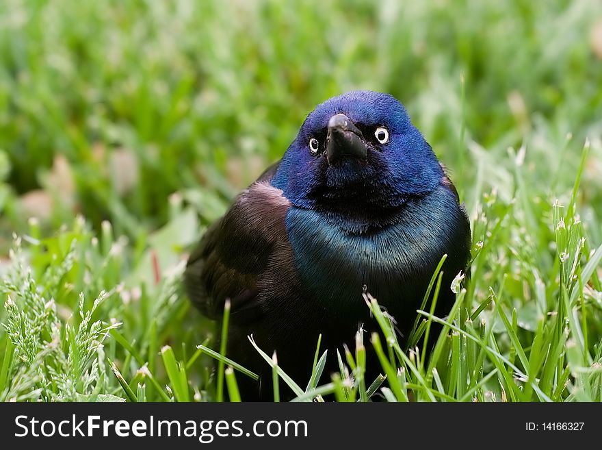 Common Grackle on the Lawn