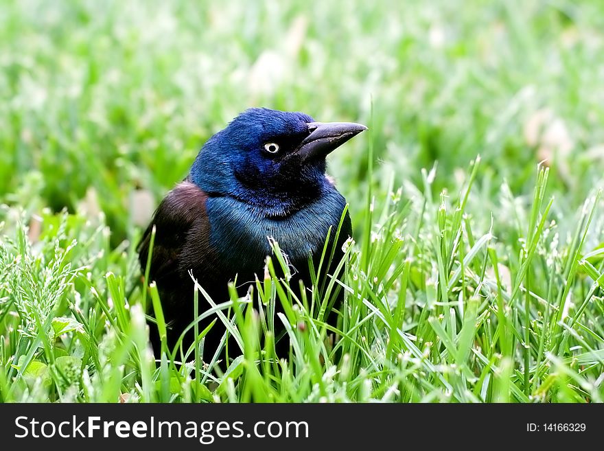 Common Grackle on the Lawn