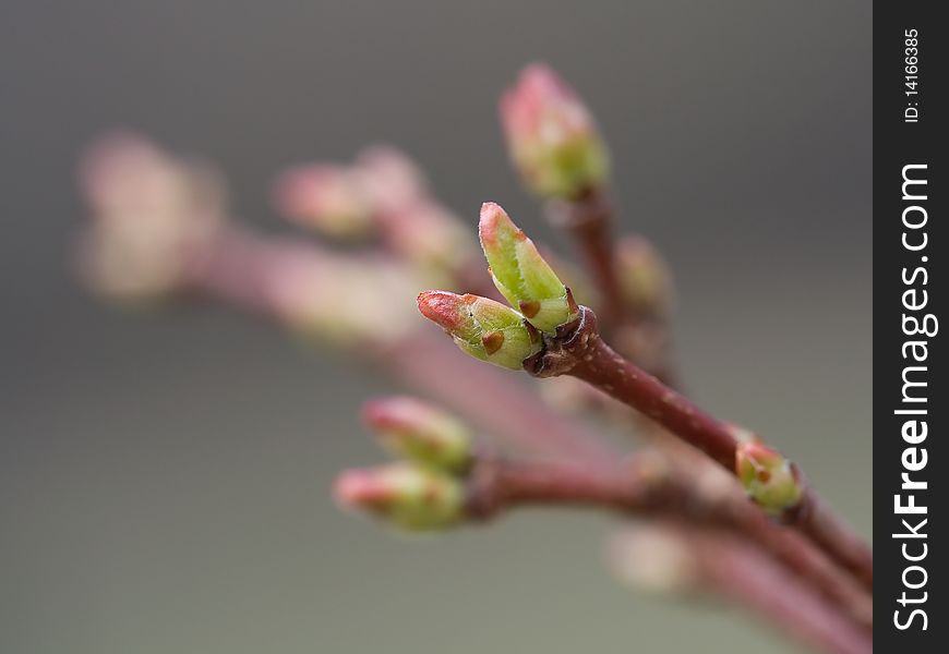 Spring plant bud on sweet blur background.
