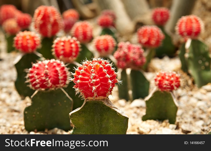 Bright and colorful Cactus. Gymnocalycium michanovichii var. rubra