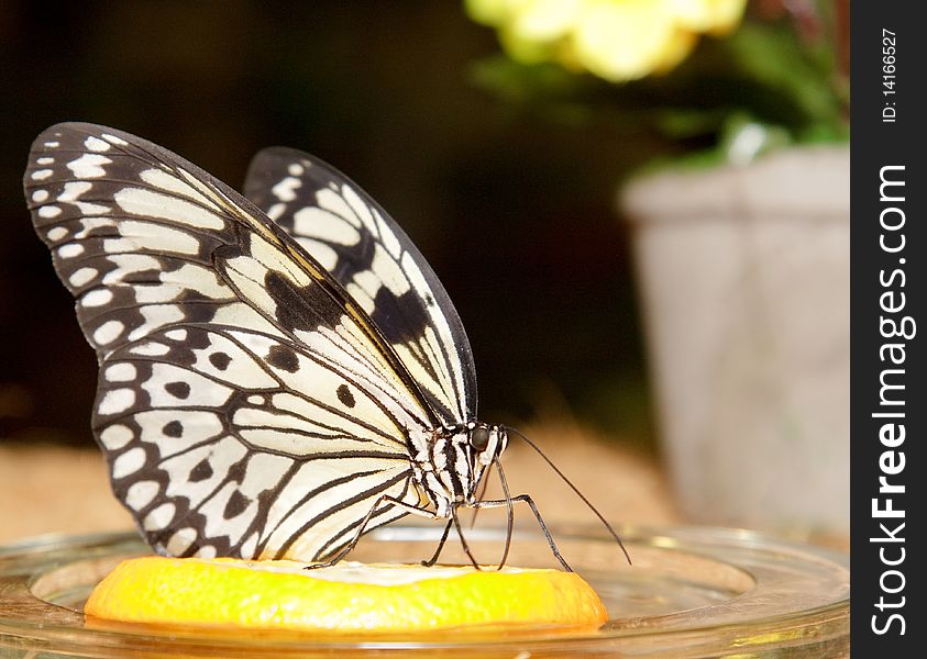 Big beautiful butterfly eating yellow lemon