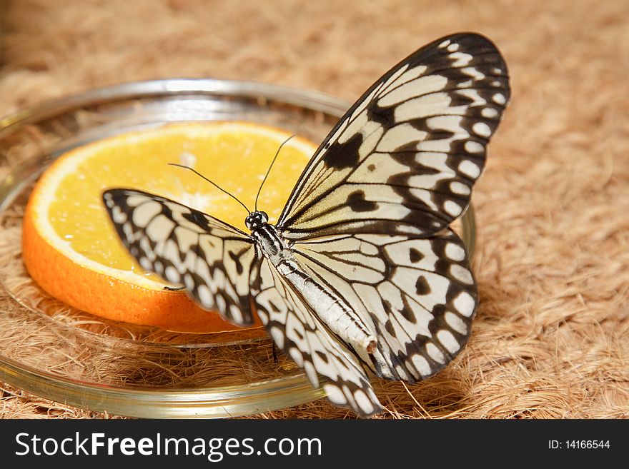 Big beautiful butterfly eating yellow lemon