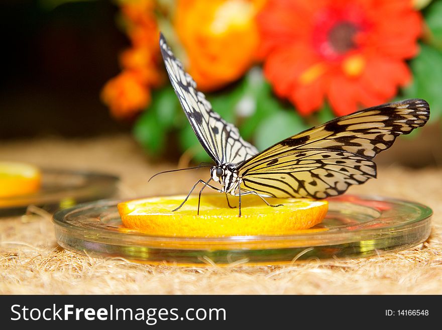 Big beautiful butterfly eating yellow lemon