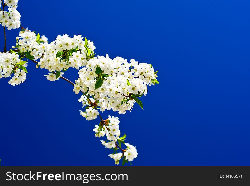 Beautiful,colorful plum tree blossom.