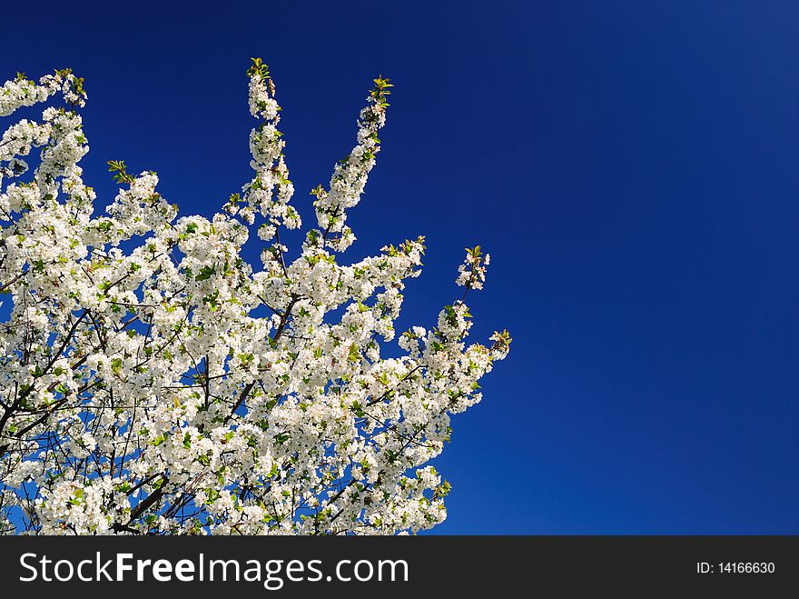The sweet cherry blossoms. Sky background. The sweet cherry blossoms. Sky background