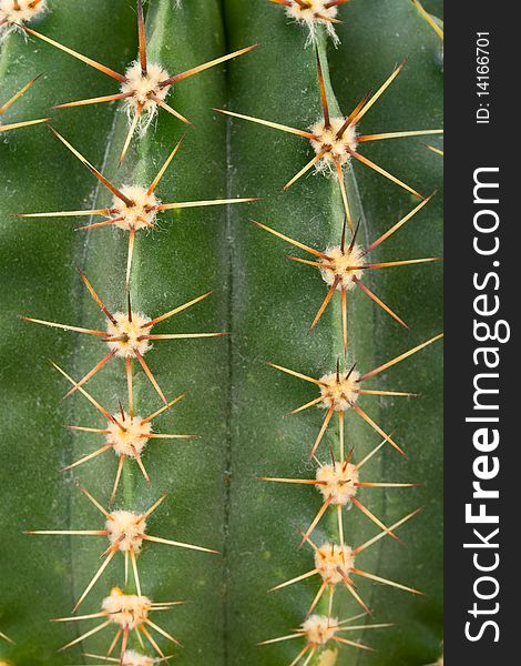 Close-up green spiked cactus texture