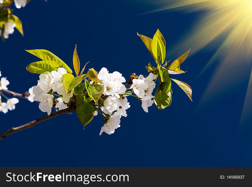 Fantastic Beams Above  Image Of Blooming Cherry.