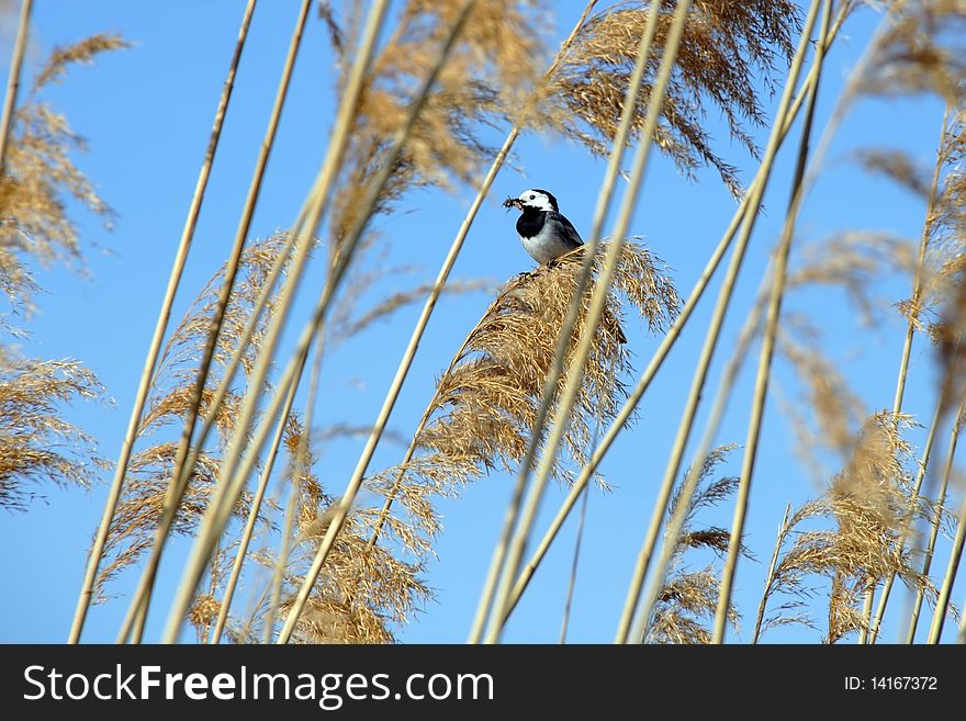 Wagtail with bug in beak on cane over blue sky