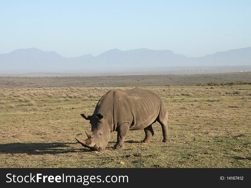 Portrait of a rhinoceros grazing in an open field. A mountain range is visible in the distance. Horizontal shot. Portrait of a rhinoceros grazing in an open field. A mountain range is visible in the distance. Horizontal shot.