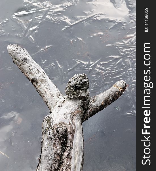 Root of a tree against a water surface tightened by thin ice