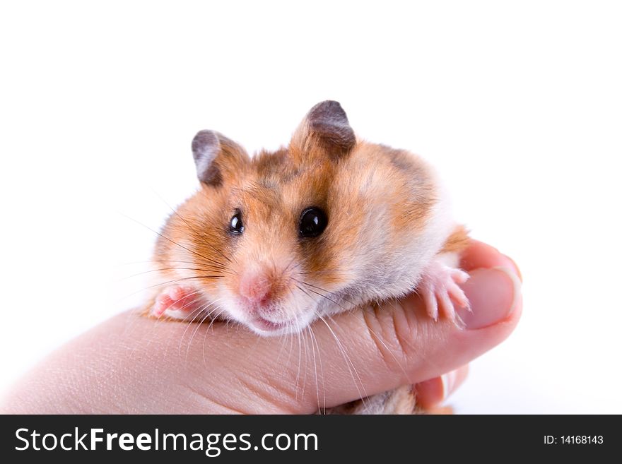 Hamster in hand isolated on a white background