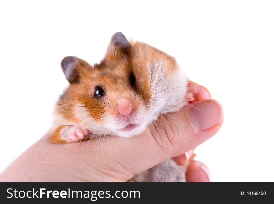 Hamster in hand isolated on a white background