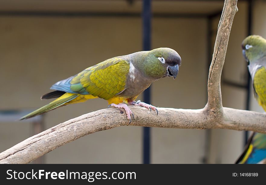 Rock Parakeet. Pyrrhura rupicola. beautiful parrot