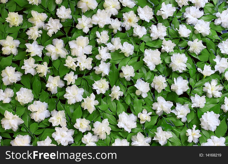 White Flowers On A Green