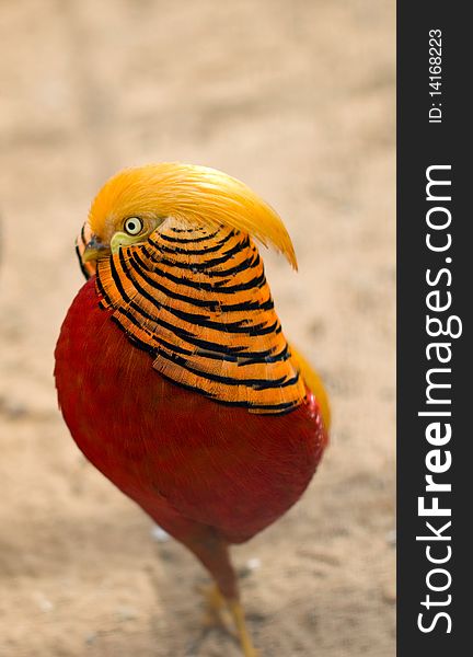 A portrait of Golden Pheasant. Chinese Pheasant.