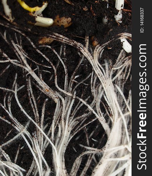 Roots macro detailes view wallpaper. Roots macro detailes view wallpaper