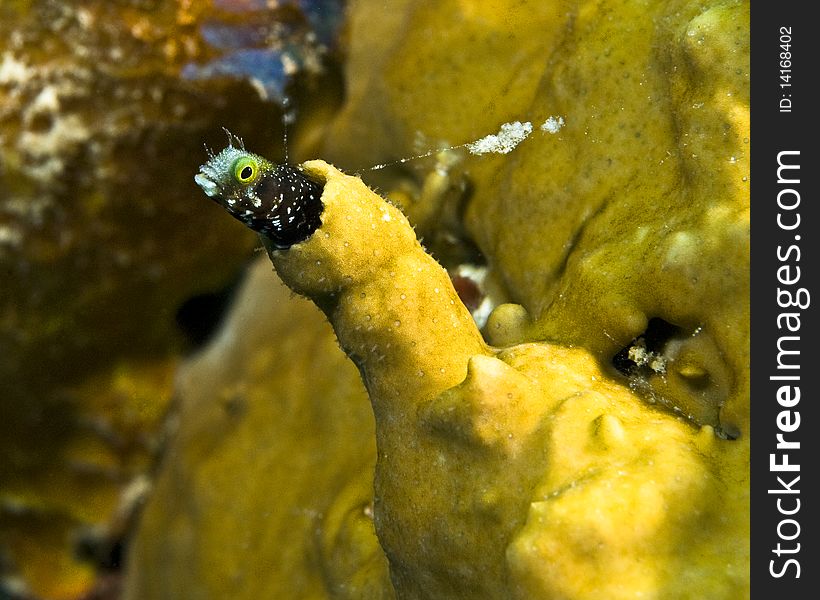 Blenny In Home