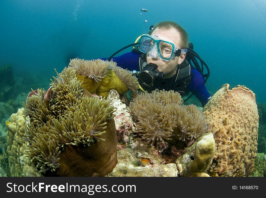 Scuba diver looking at enemone fish in clear water