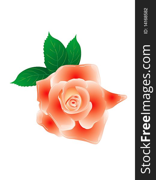 Rose isolated on white background with leaves