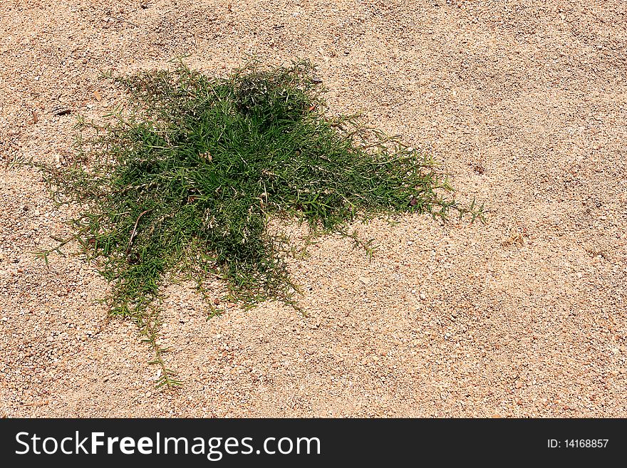 The growth of grass on the hot sand. The growth of grass on the hot sand