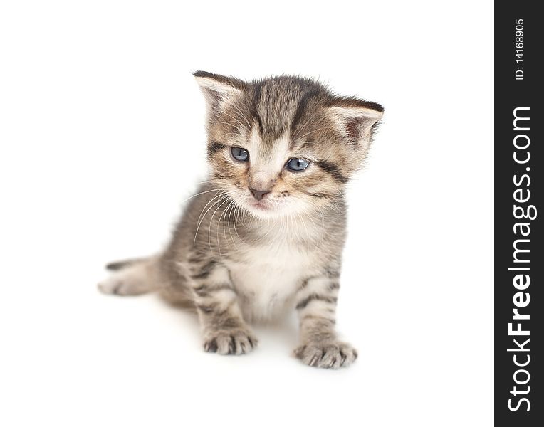 Little two week kitten on white background