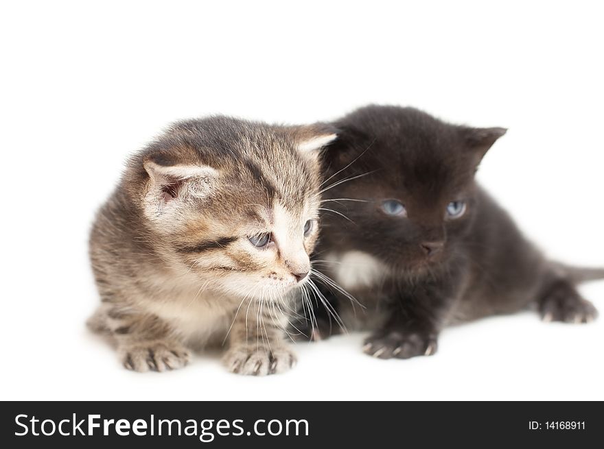 Striped and black little kittens on white background. Striped and black little kittens on white background