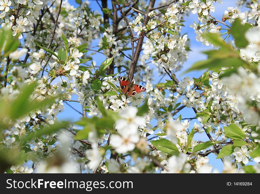 A butterfly on the cherry flowers