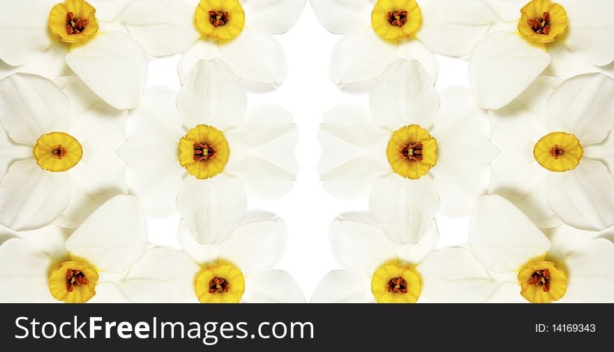 Fresh narcissus background - white and yellow