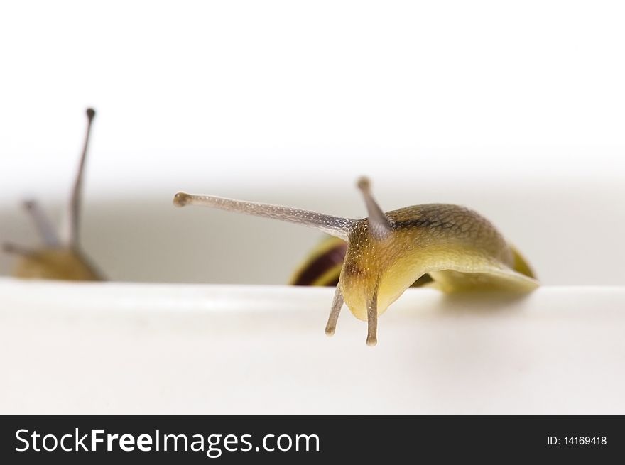 Snails. animal isolated on the white background. Snails. animal isolated on the white background