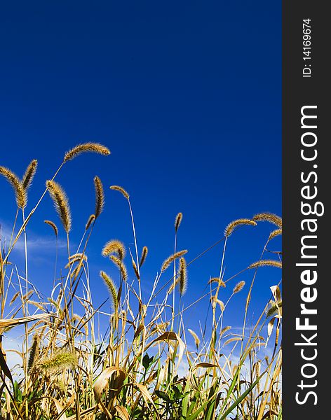 Bristlegrass under blue sky，took at zhejiang,China