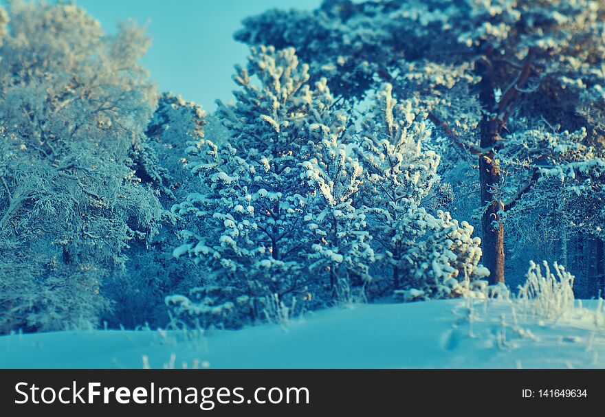 Beautiful Christmas landscapeб winter landscape with the pine forest