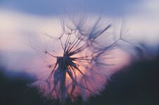 Dandelion At Sunset . Freedom To Wish. Dandelion Silhouette Fluffy Flower On Sunset Sky Royalty Free Stock Image