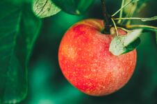 Free Fresh Red Apples On Apple Tree Branch Royalty Free Stock Photos - 141698568