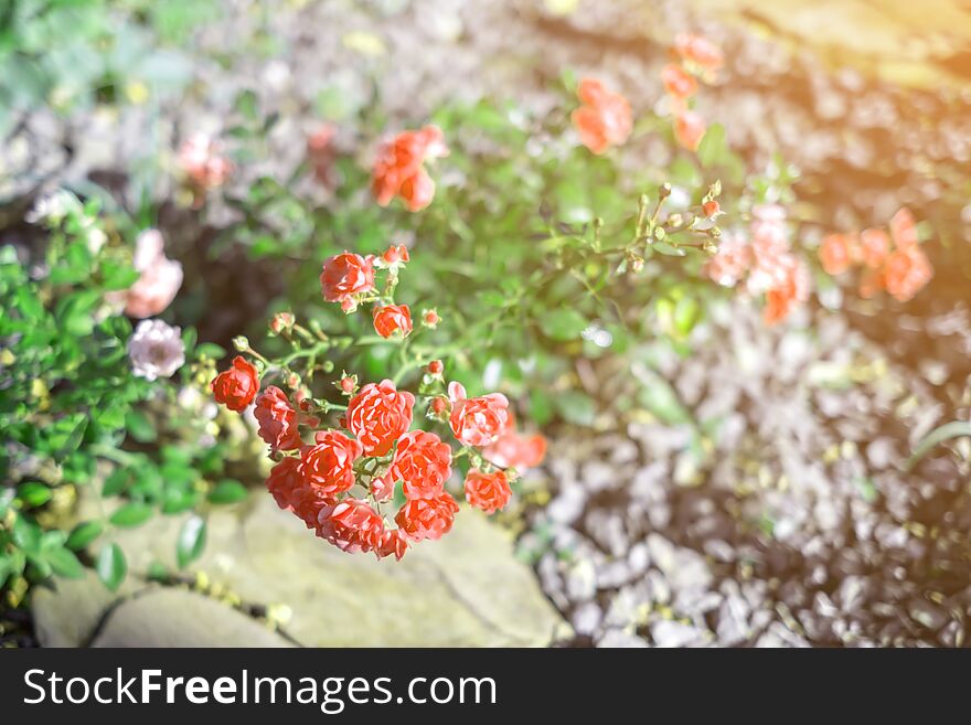 Beautiful branch, bush of a ground cover rose in summer, on a stone bed in the garden, in the rays of the sun, close-up. Beautiful branch, bush of a ground cover rose in summer, on a stone bed in the garden, in the rays of the sun, close-up