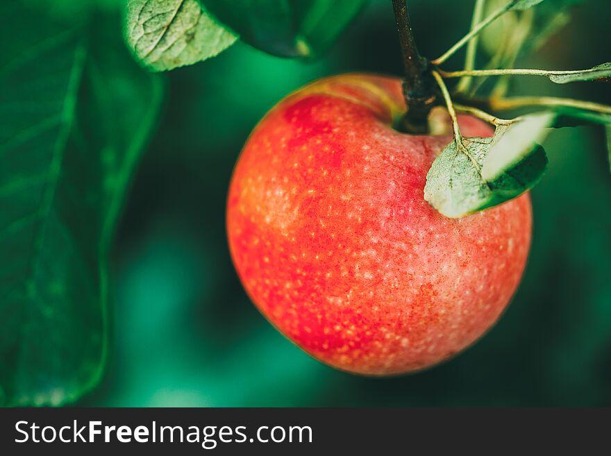 Fresh Red Apple On Tree Branch, Bunch, Ready To Be Harvested. Late Summer Or Early Autumn Harvest. Fresh Red Apple On Tree Branch, Bunch, Ready To Be Harvested. Late Summer Or Early Autumn Harvest