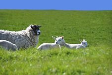 Sheep With Four Lambs In The Green Field In Spring Royalty Free Stock Photo Sheep With Four Lambs In The Green Field In Spring Royalty Free Stock Photo