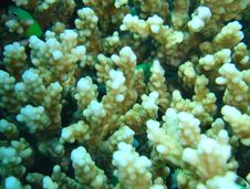 Coral Reef Underwater Stock Photo