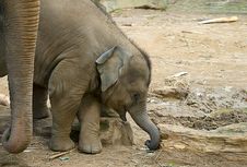Baby Elephant Royalty Free Stock Photo