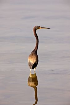 Great Blue Heron In Florida Waters Stock Photography Great Blue Heron In Florida Waters Stock Photography