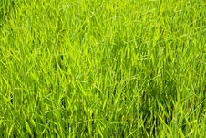 Green Grass Field Background Stock Photo Green Grass Field Background Stock Photo