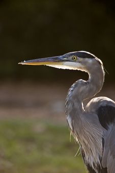 Great Blue Heron In Florida Royalty Free Stock Photography Great Blue Heron In Florida Royalty Free Stock Photography
